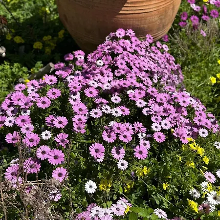 Stavros Ξενοδοχείο με διαμερίσματα Λογαράς