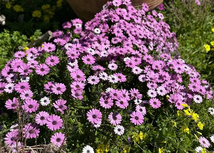 Stavros Apartmanhotel Logarász